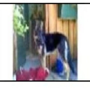 Beau Monde Kennels - Pet Sitting & Exercising Services