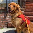 Sniff and Go: BetteR+ Dog Walks