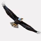 Atlantic Nonlawyer Services Inc