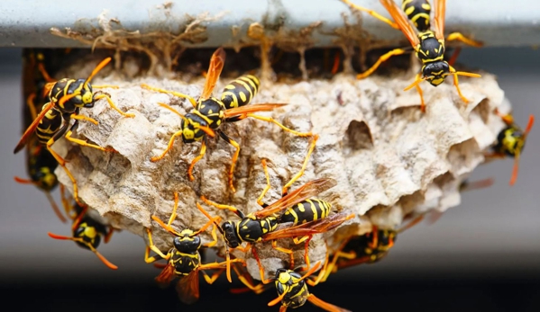 Sterling Pest Control Pty Ltd - Maroota, NSW