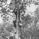 The Tree Nut Tree Company - Tree Service