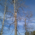 Grove Park Tree Care