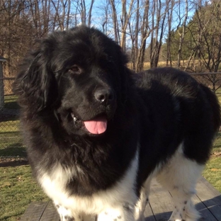 Windancer Newfoundlands - Elkland, MO