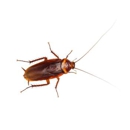 Titan Termite & Pest Control Services - Pest Control Services