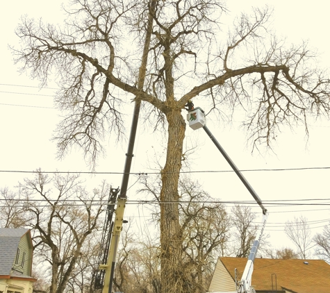 Arbortec Tree Service - Broomfield, CO. WE are equipped for large tree removal