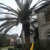 Orellanas Tree Service gallery