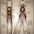 Aattaboy Termite & Pest Control