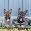 Allegiant K9 gallery