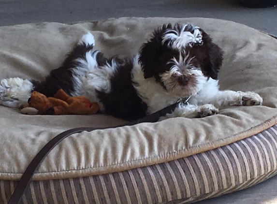 Denim and Diamond Doodles: Labradoodle Breeder - Templeton, CA. Puppy from Denim and Diamond Doodles in his new home!