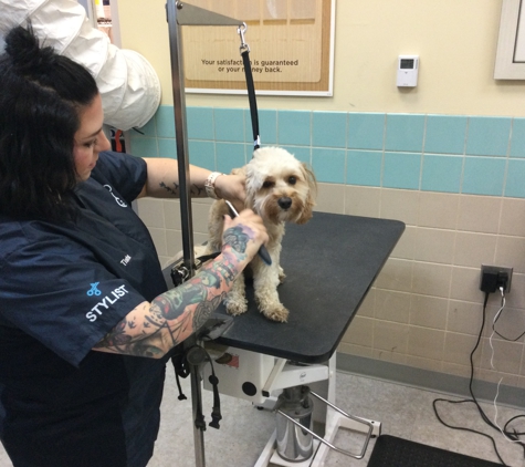 Petco Grooming - Tampa, FL