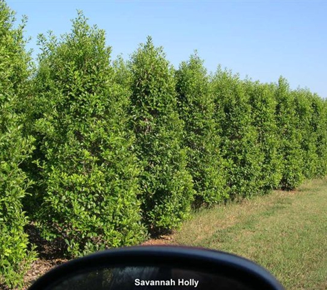 Jireh Trees - Spring, TX