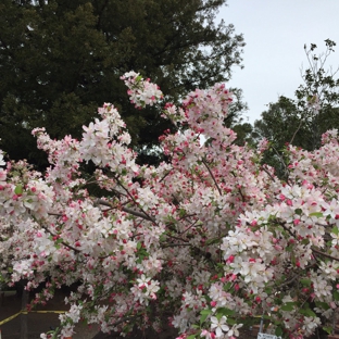 Holbrook Palmer Park - Atherton, CA