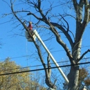 Advanced Tree Care - Stump Removal & Grinding