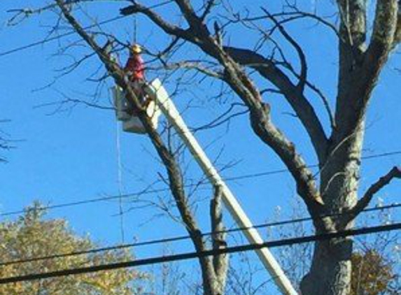 Advanced Tree Care