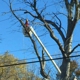 Advanced Tree Care