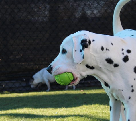 Anytime Dog Training - Richlands, NC