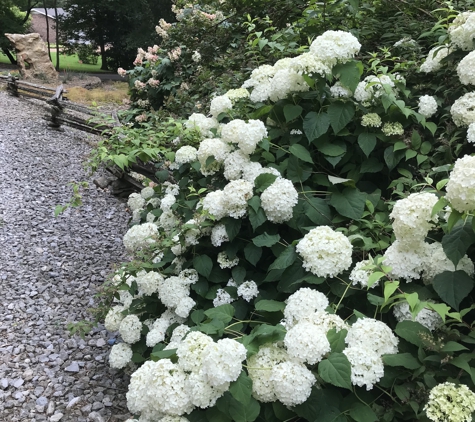 Acer Landscape Services, Inc. - Nashville, TN. Annabelle Hydrangeas in a mass looks awesome!