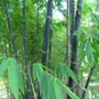 Palm Beach Bamboo