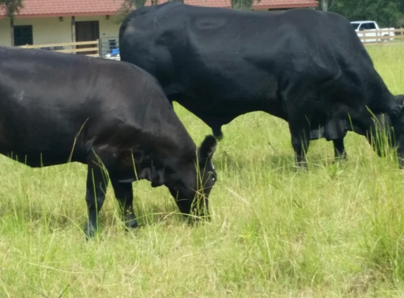 Dixie County Cattle Incorporated - Old Town, FL