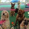 Rosie's Doggie Day Care & More gallery