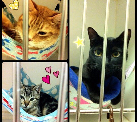 Oakland Animal Services - Oakland, CA