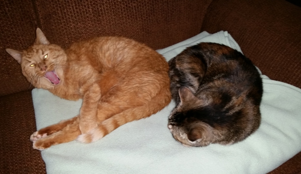 Blackman Animal Clinic PC - Jackson, MI. Shadrack and Audrey.