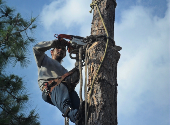 Aldine Tree Services Houston Stump Grinding - Houston, TX. Aldine Tree Removal service in Humble Sugar Land Bellaire Spring Cypress. Request a free estimate visiting https://aldinetreeservices.com