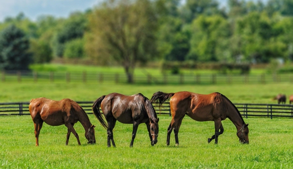 Baird's Animal Hospital - Lumberton, NC