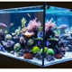 Blue Marlin Aquarium Design Inc