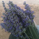 Lavender Ridge Farms - Farms