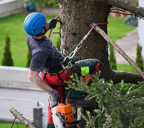 Sanchez Brothers Tree Service - Visalia, CA