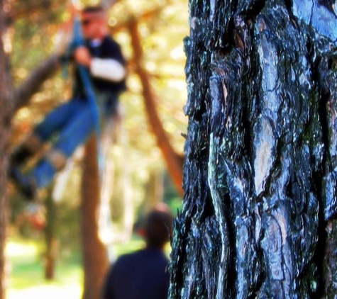 ArborTECH Tree Removal & Preservation - Louisville, KY