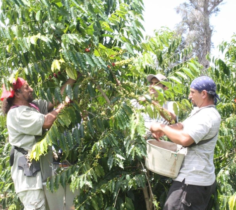 Buddha's Cup- Coffee Tours & Tasting - Holualoa, HI