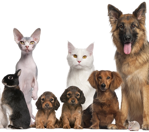 Alcorn Street Veterinary Clinic