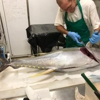 Ocean Fresh Fish gallery