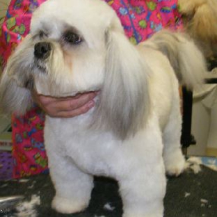 Need-Us Bark-Us Dog Grooming Salon & Spa - Amarillo, TX