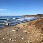 Friends of the Elephant Seal