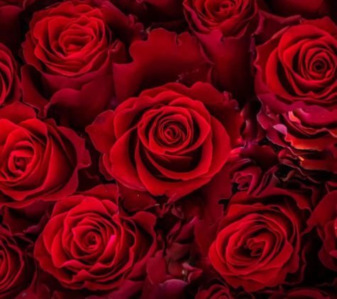Lady Rose Funerals - Bowral, NSW