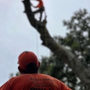 Scottsdale Outdoors - Tree Service