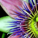 My Passion Flower - Florists