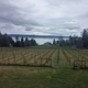 Marrowstone Vineyards