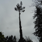 SkyView Tree Experts, Inc.