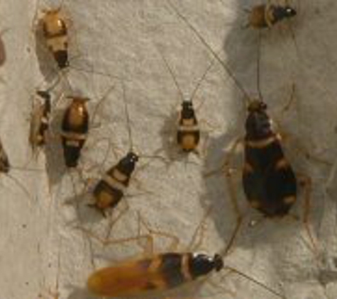 The Original Bugman Pest Elimination Inc - Lexington, SC