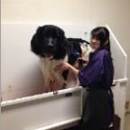 Paws Pet Grooming - Pet Grooming