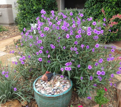 An English Gardener - Las Vegas, NV