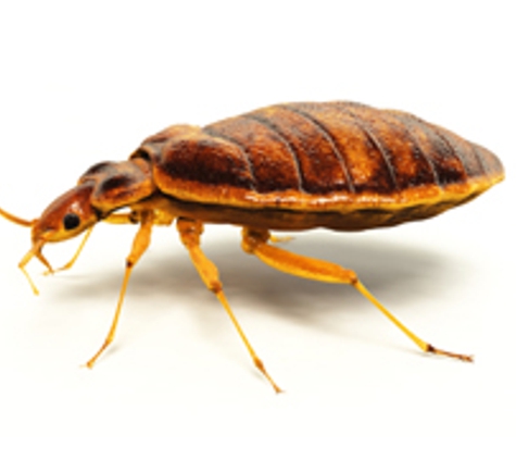 Pro-Pest Solutions - Waldport, OR