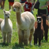 Alpacas of The Heartland gallery