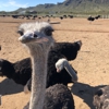 Rooster Cogburn Ostrich Ranch gallery