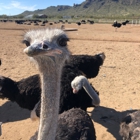 Rooster Cogburn Ostrich Ranch