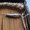 Fox Pest Control - Bloomington - Termite Control